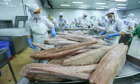 Xuất khẩu cá ngừ Việt Nam sang các thị trường chính tăng tốc