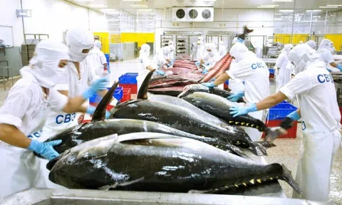 Áp lực cạnh tranh mới của cá ngừ Việt Nam